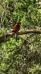 Platycercus elegans × eximius
