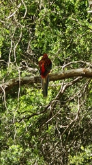 Platycercus elegans × eximius