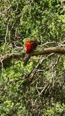 Platycercus elegans × eximius