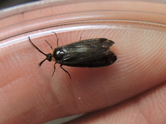 Acoloithus falsarius