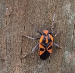 Spilostethus pacificus