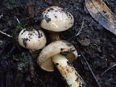 Cortinarius austroalbidus