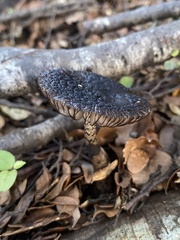 Amanita nigrescens