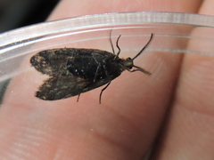 Acoloithus falsarius