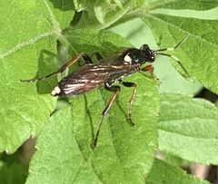 Ichneumon confusor