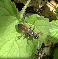 Ichneumon confusor