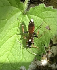 Ichneumon confusor