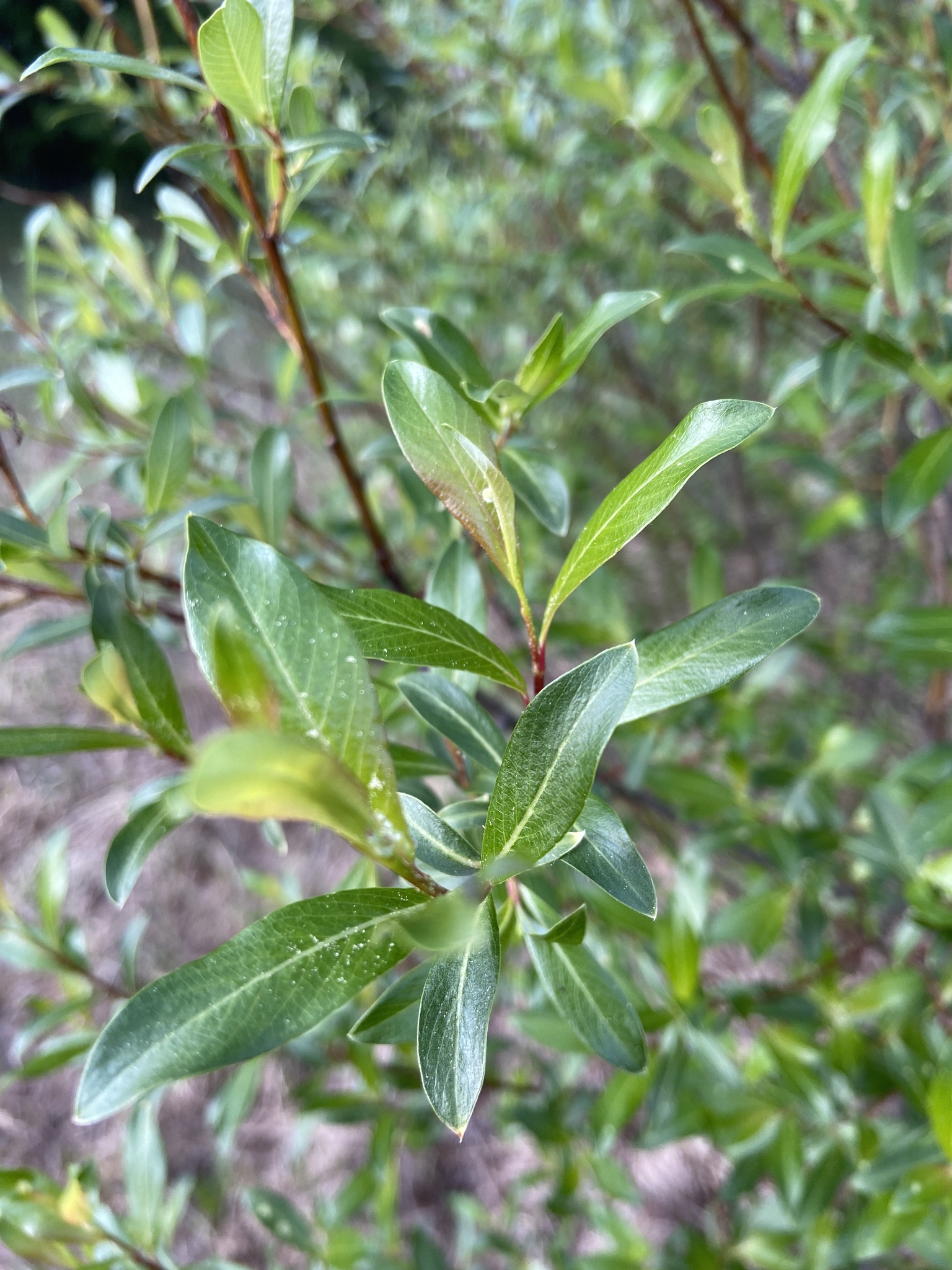Salix planifolia