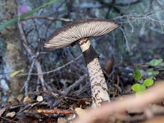 Amanita nigrescens