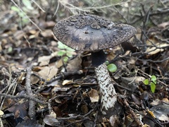 Amanita nigrescens
