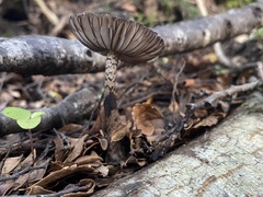 Amanita nigrescens