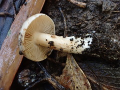 Cortinarius austroalbidus