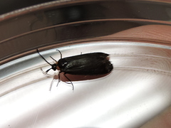 Acoloithus falsarius