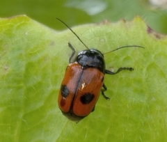 Cryptocephalus bipunctatus