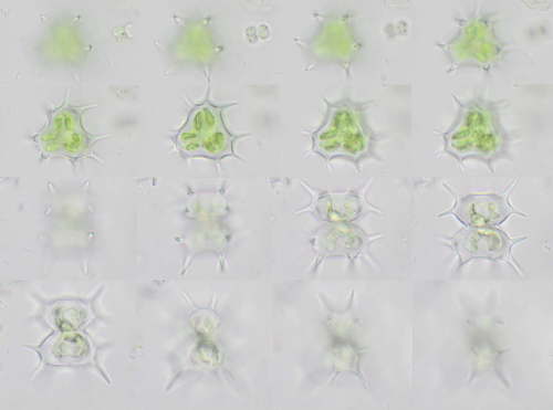 Staurastrum quadrispinatum