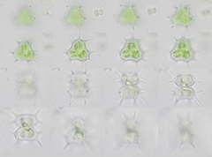 Staurastrum quadrispinatum