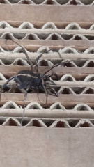 Zachaeus