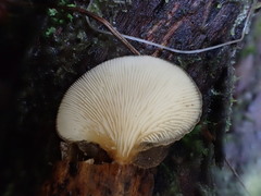 Hohenbuehelia clelandii