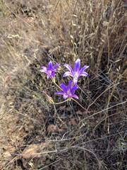 Brodiaea elegans