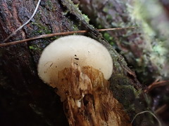 Hohenbuehelia clelandii