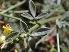 Acmispon procumbens