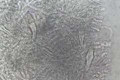 Hohenbuehelia clelandii