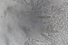 Hohenbuehelia clelandii