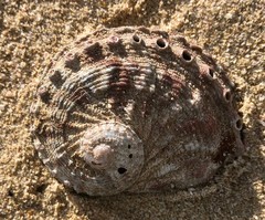 Haliotis scalaris emmae