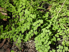 Adiantum atroviride