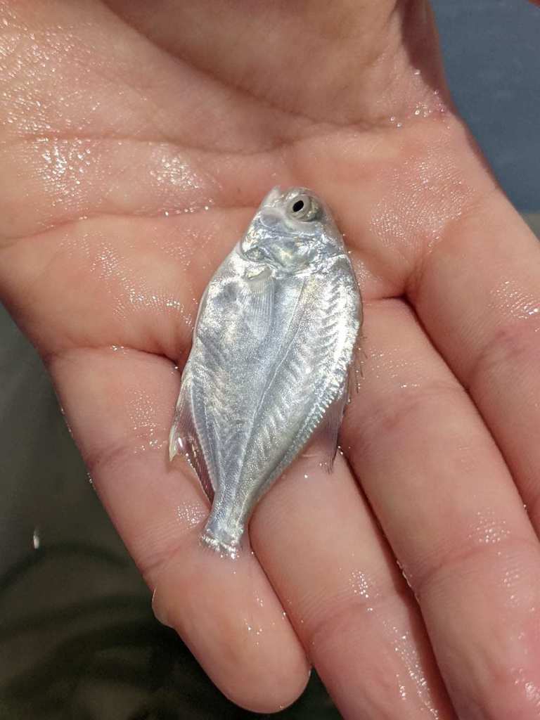 Pompano Insect Florida Pompano in June 2022 by wake_nc. ecoEXPLORE Username: conner ...
