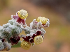 Chenopodium curvispicatum