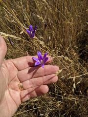 Brodiaea elegans elegans