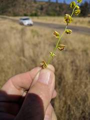 Streptanthus polygaloides