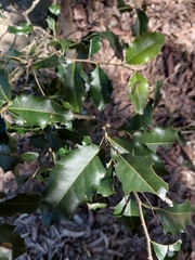 Denhamia bilocularis