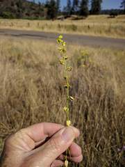 Streptanthus polygaloides