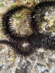 Ophiocoma scolopendrina