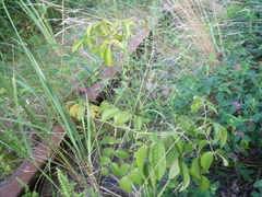 Rosa crenatula
