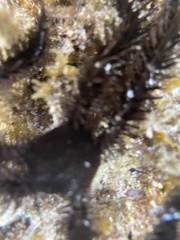 Ophiocoma scolopendrina