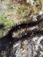 Ophiocoma scolopendrina