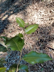 Denhamia bilocularis