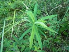 Euphorbia salicifolia