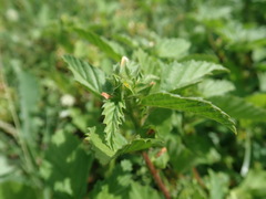 Malvastrum coromandelianum