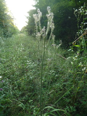 Pilosella auriculoides