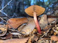Cortinarius cardinalis