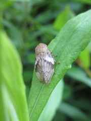 Aphrophora intermedia