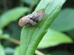 Aphrophora intermedia