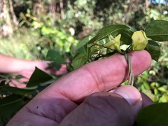 Macrotyloma axillare