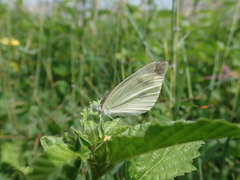 Pieris