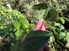 Macrotyloma axillare