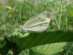 Pieris